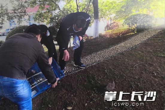 2月17日，长沙市林业局野生动植物保护处将2只斑鸠予以放生。