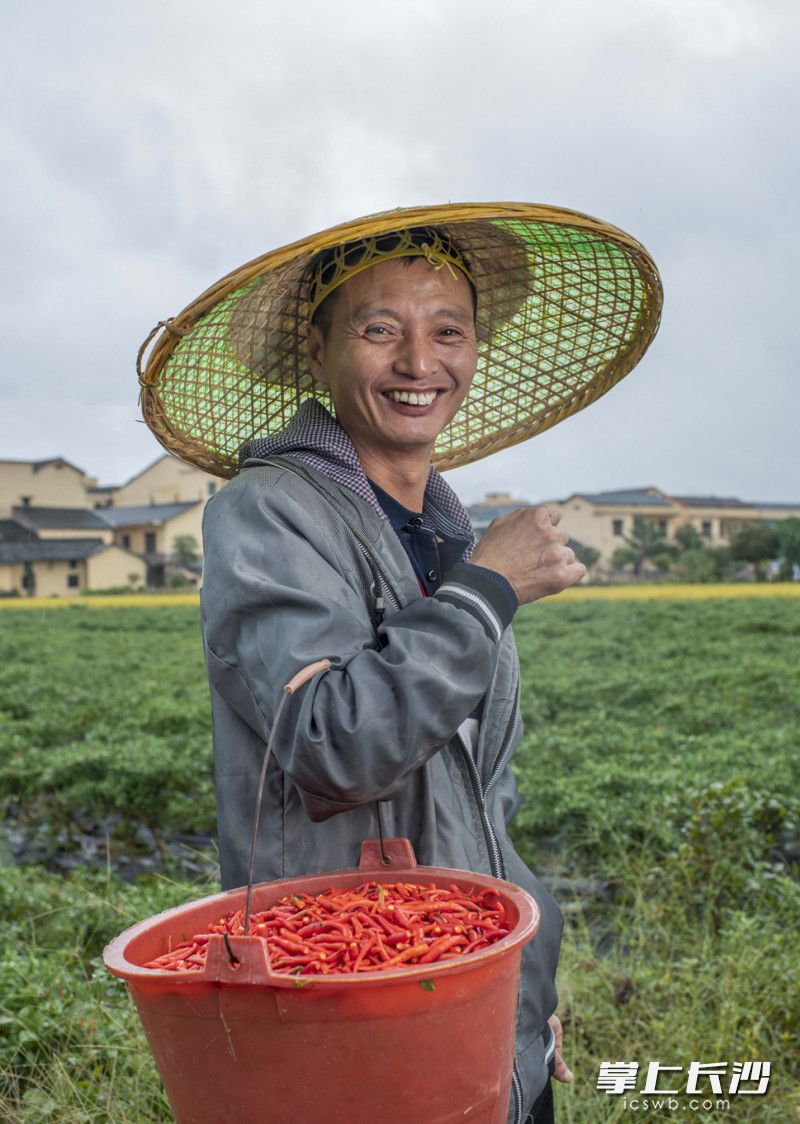 何义成提着刚采摘的一桶辣椒笑开颜。长沙晚报全媒体记者 邹麟 摄
