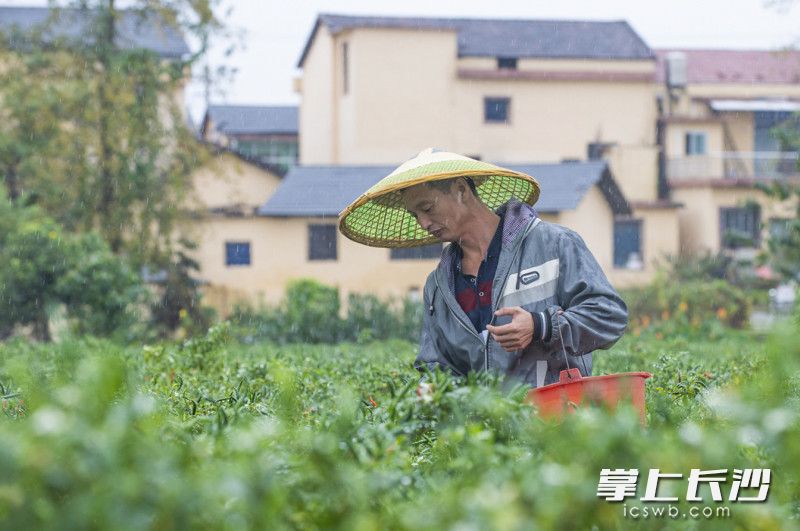 何义成正在辣椒基地里采摘辣椒。长沙晚报全媒体记者 邹麟 摄