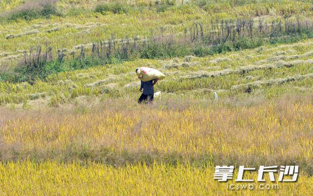 农民扛着稻谷上田。
