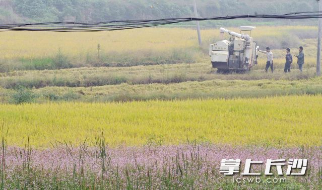 望城莲花镇的农民在收稻。