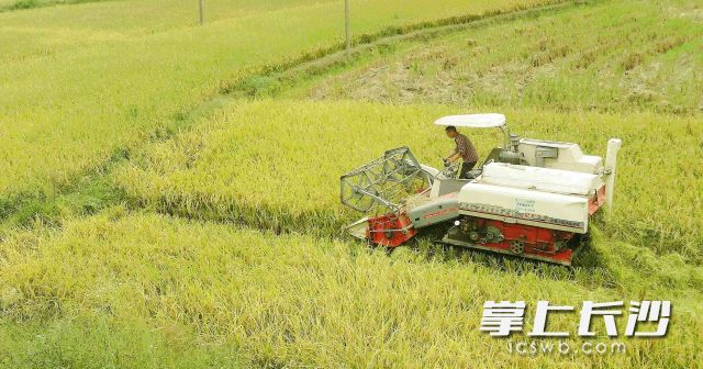 宁乡流沙河镇的农民在抢收晚稻。