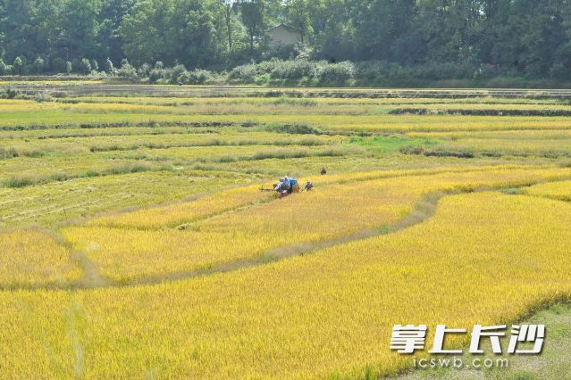 望城铜官镇的农民在喜收晚稻。图片均为长沙晚报全媒体记者 贺文兵 摄