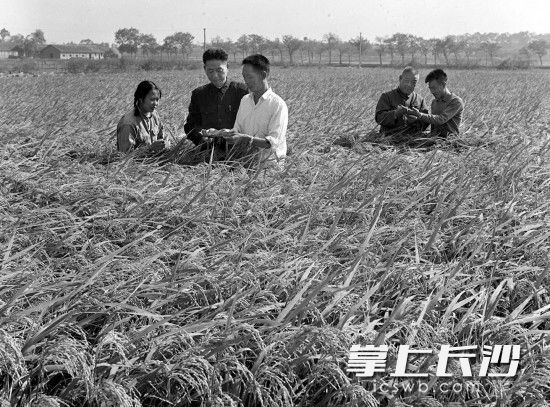 1975年袁隆平(右三)和同事李必湖(右一)在观察杂交水稻生长情况。隆平水稻博物馆供图