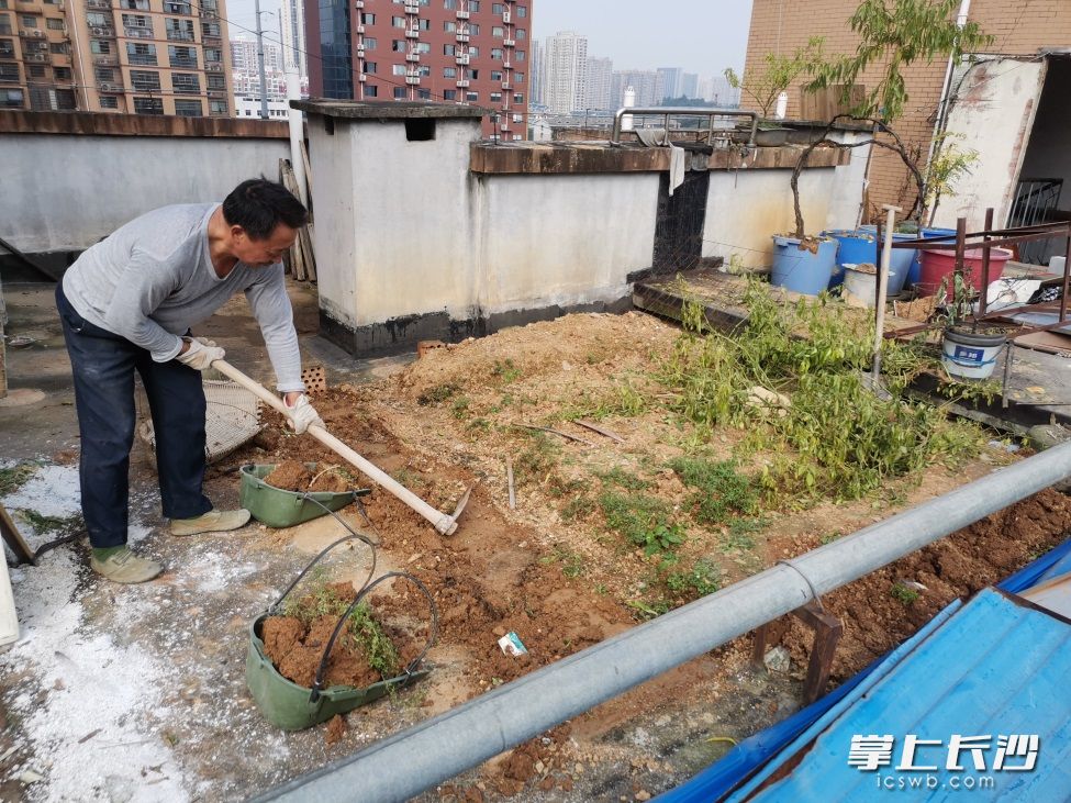 工作人员清理菜地。