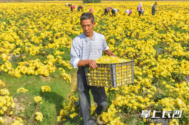 金丝皇菊产业不仅扮靓了乡村风景，还带动周边近百位贫困户和闲置劳动力就近就业。长沙晚报全媒体记者 邹麟 摄