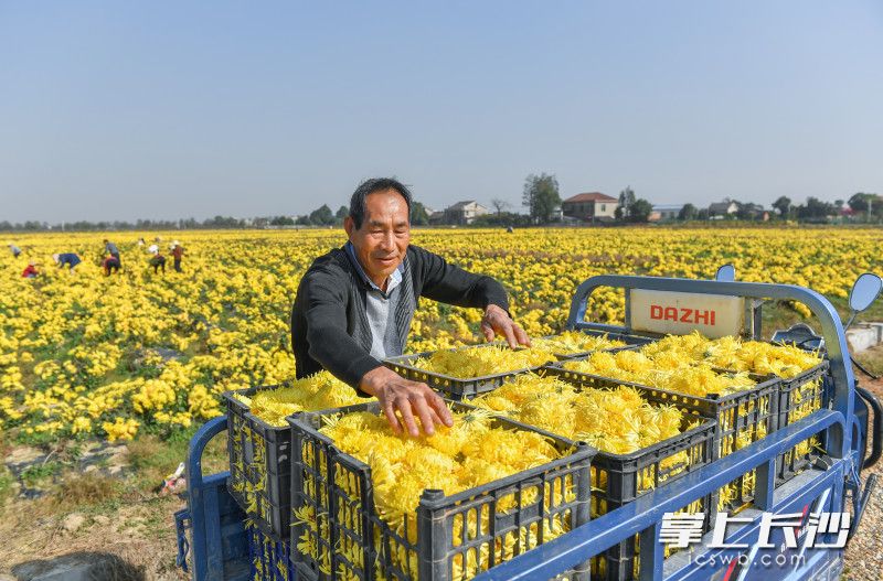 大魏合作社工作人员正在整理刚采摘的金丝皇菊，用三轮车运走。长沙晚报全媒体记者 邹麟 摄