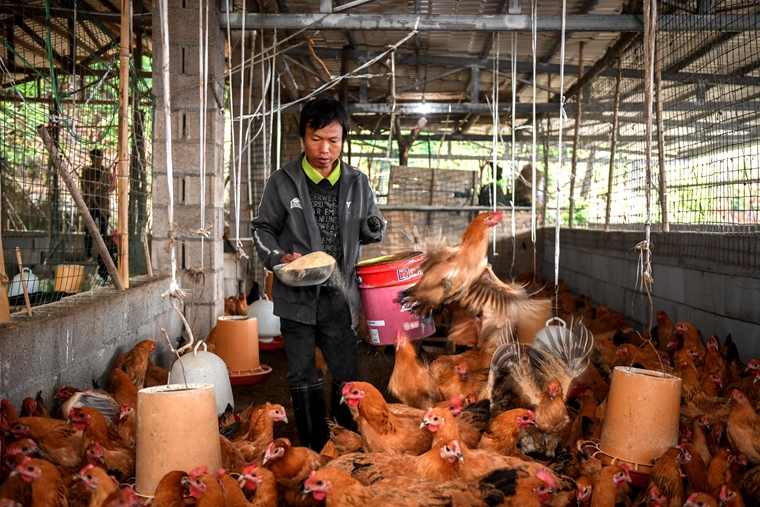 刘少文在同心农场喂鸡。