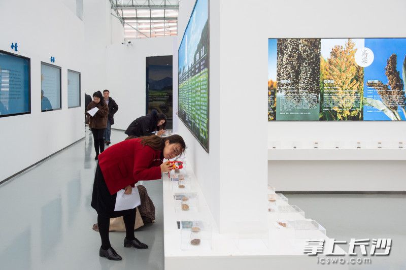 采访团记者在老种子博物馆饶有兴趣地观察老种子。