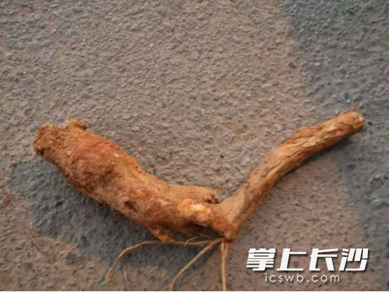 让谢先生误食中毒的商陆根。   患者家属提供