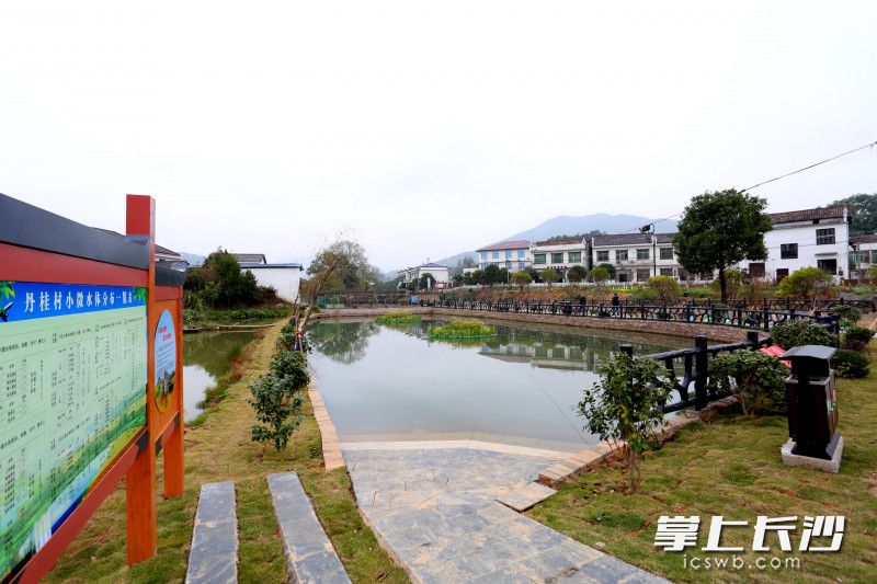 随着桃树湾河的提质改造，周边的塘、渠等小微水体也越来越清澈。