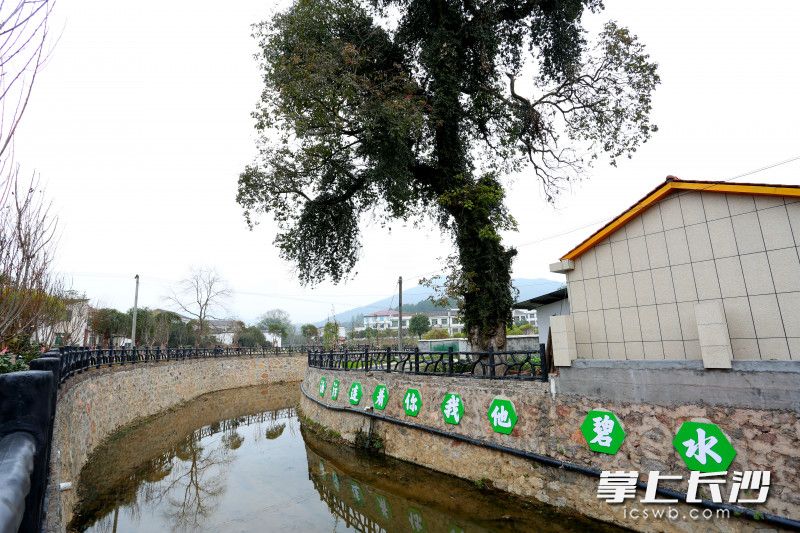 生活污水进行统一收集处理后，桃树湾河恢复了往日的清澈。