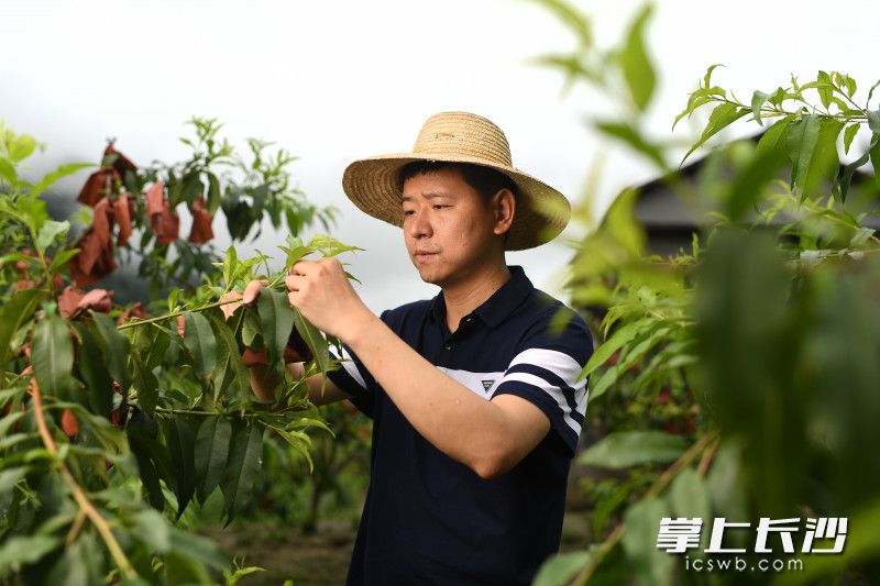 在洗洛镇黄桃种植地，邓望在查看黄桃长势。长沙晚报全媒体 记者 黄启晴 摄