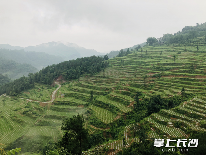 天井村黄金茶种植基地。通讯员供图。