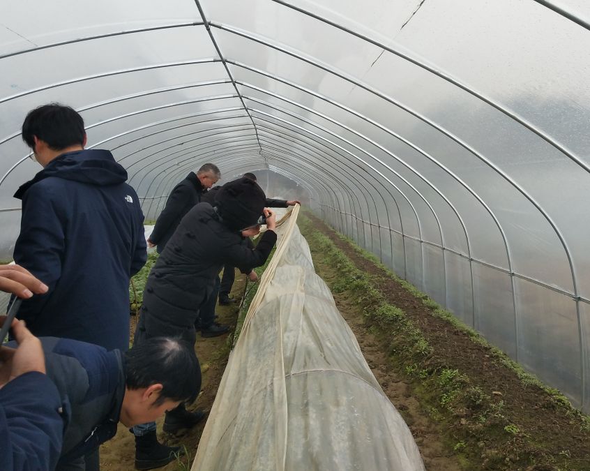 在仙洲村高仙种植合作社蔬菜新品种展示基地，农户熊荣发带领大家查看茄子、辣椒、黄瓜等早春瓜蔬类的长势。