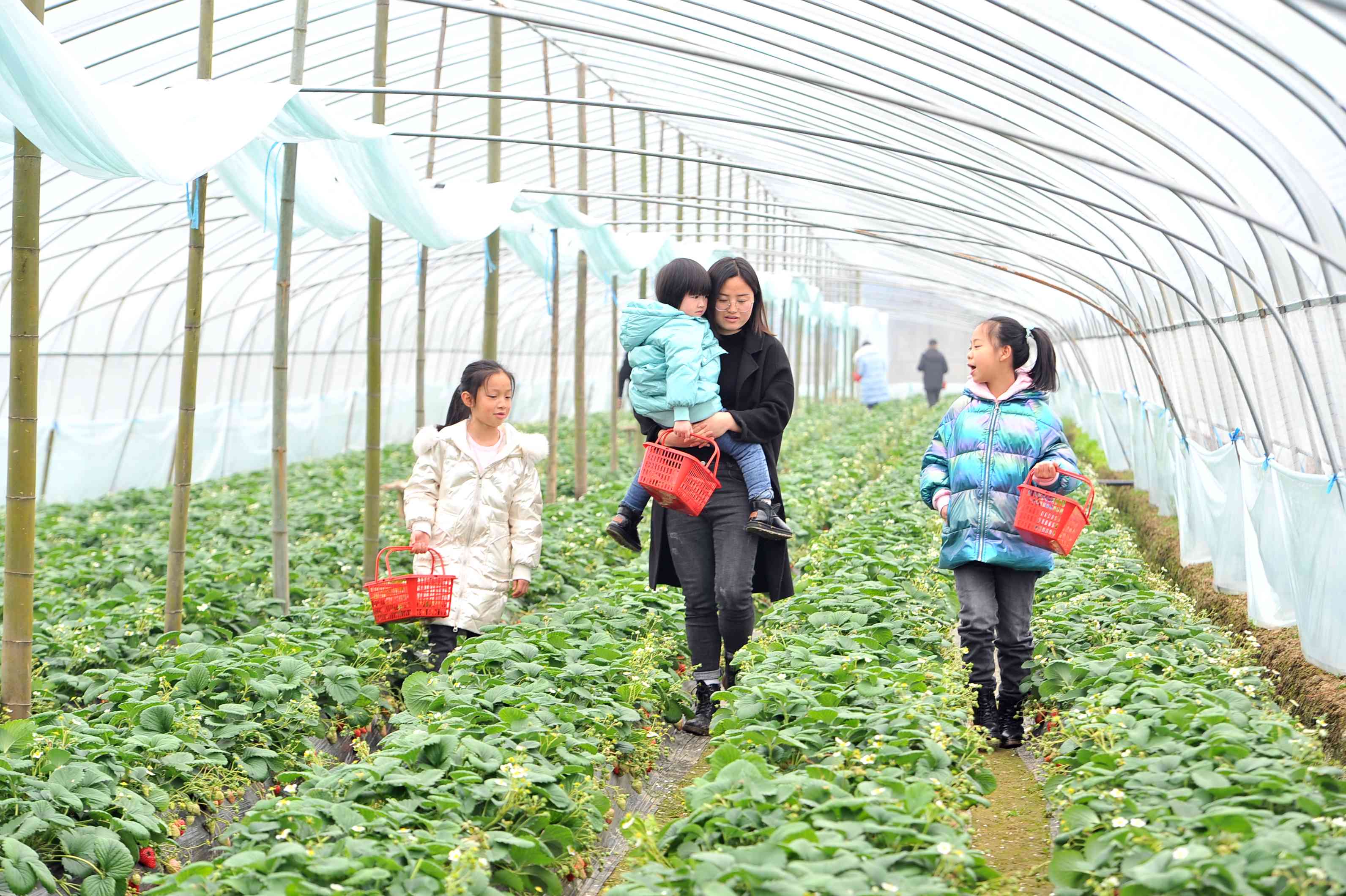 市民带着孩子来种植园体验采摘草莓，龚洋洋带上自己的孩子，领着市民的孩子（右一）一起在草莓大棚内开心采摘。