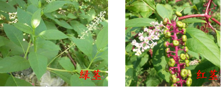 商陆