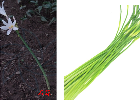石蒜与蒜薹