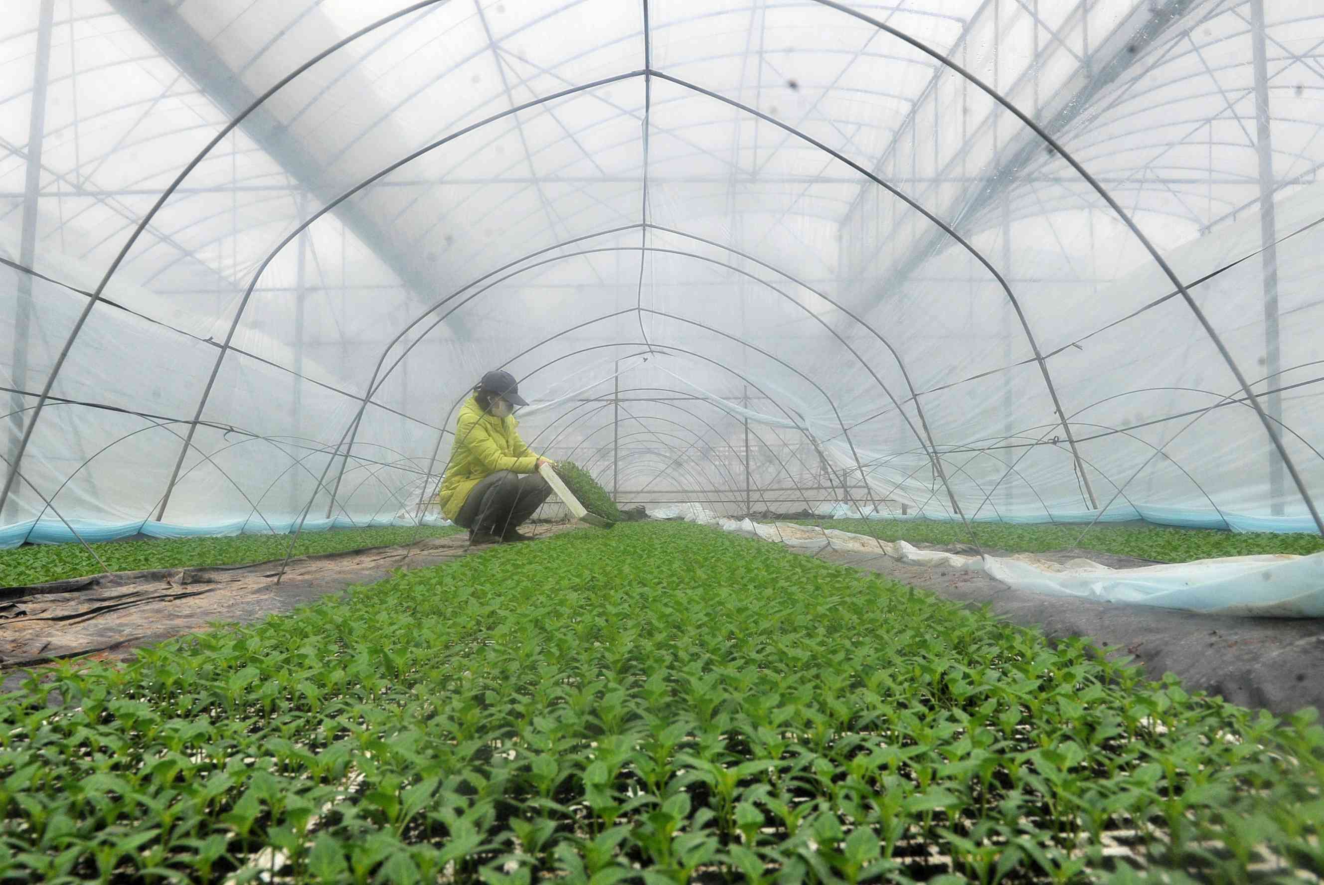 望城区八曲河种菜的农民在大棚里查看育苗情况。 望城区八曲河种菜的农民在大棚里查看育苗情况。