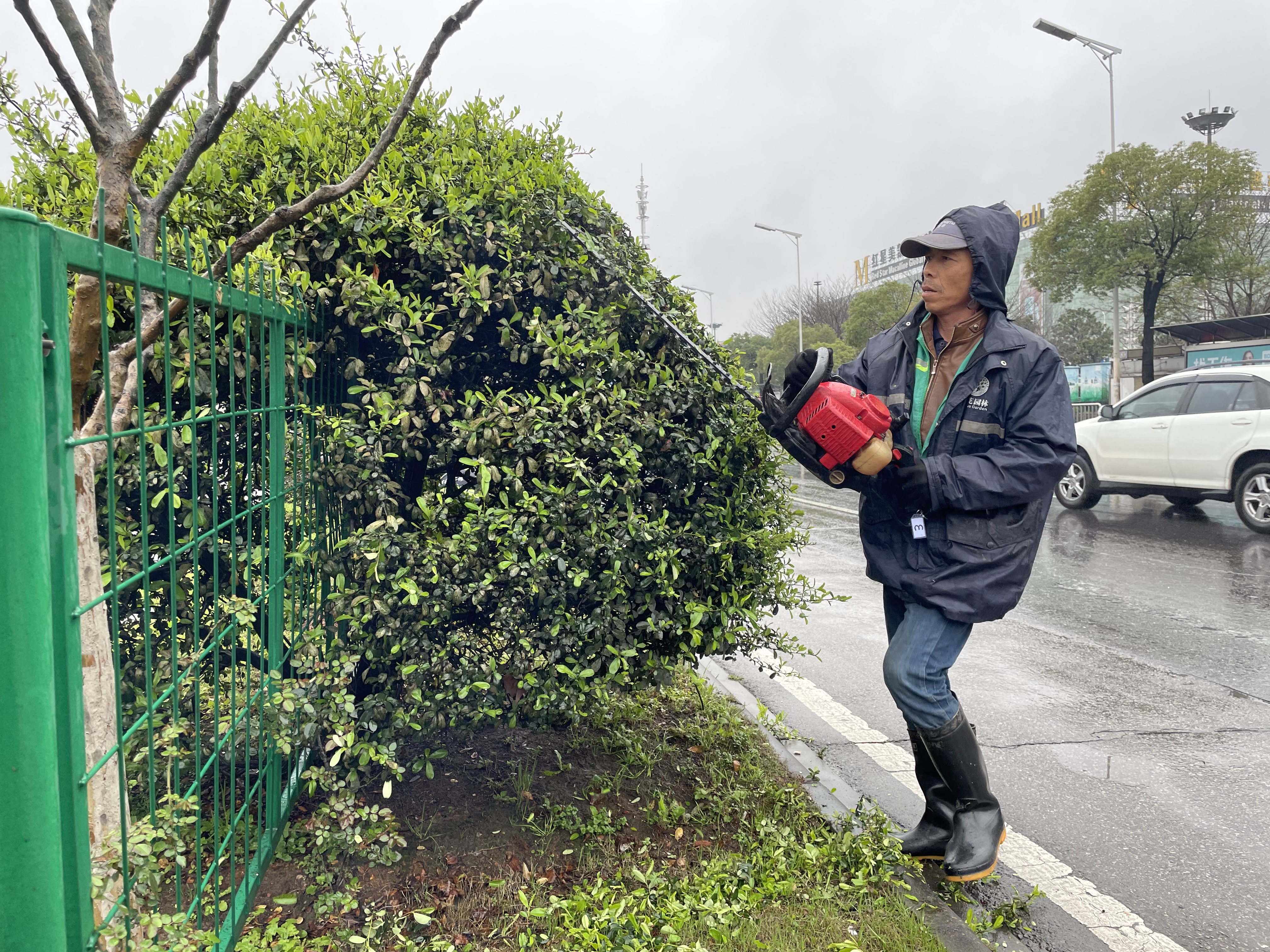 城市主次干道两侧，园林工人们细心剪枝修叶。  长沙晚报通讯员  冀治宇  摄