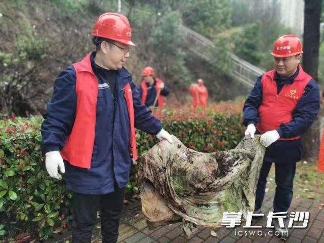 志愿者们从草丛角落中拾起各式各样的白色垃圾。