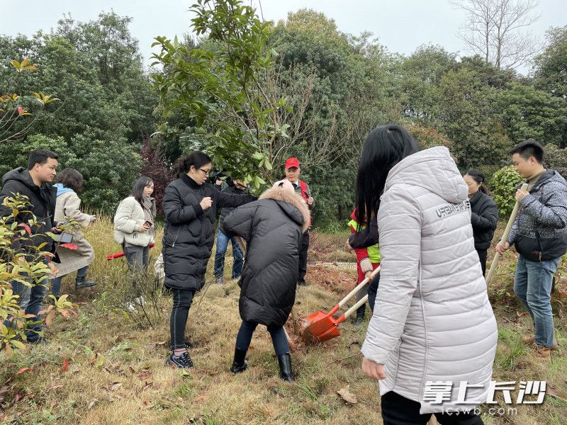 众人合力栽种树苗。长沙晚报通讯员 毛喜 供图