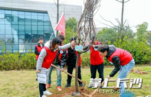 几人合力种下一颗廉洁树。长沙晚报通讯员 童丹 供图