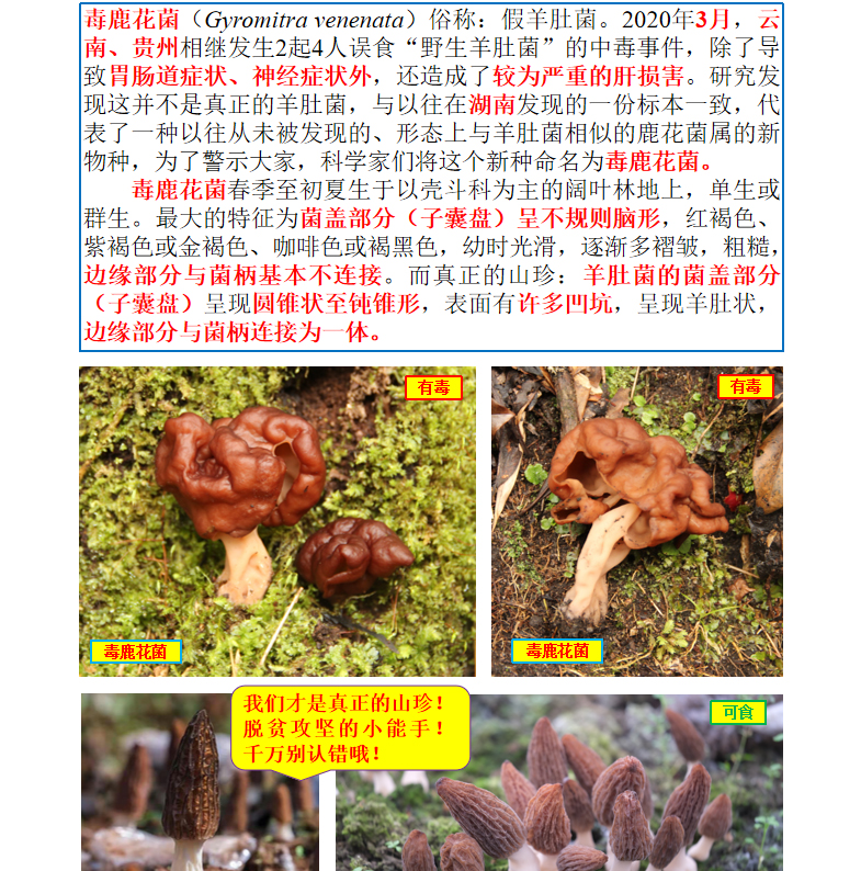 谨防“蘑界的假羊肚菌”——毒鹿花菌