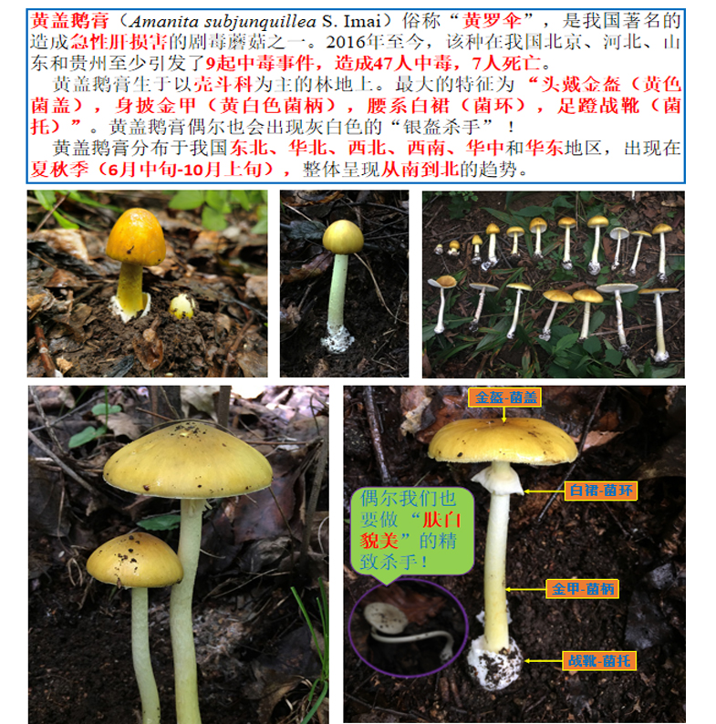 谨防“蘑界金牌杀手”——黄盖鹅膏