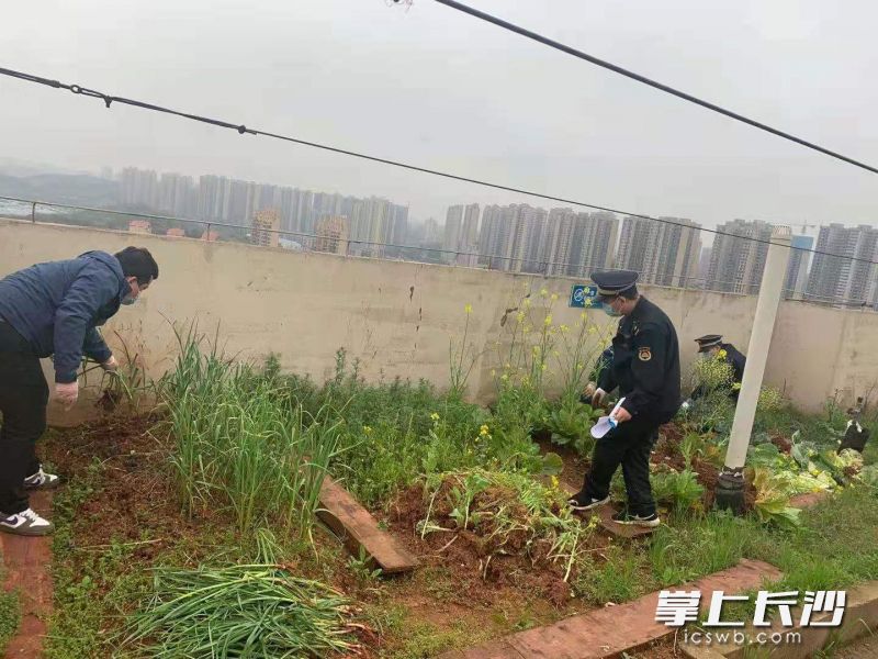同升街道对湘水郡小区的楼顶菜园进行取缔。长沙晚报通讯员 刘芹 摄