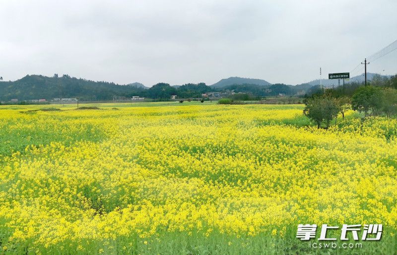 近两千亩油菜花在暮云盛开。长沙晚报全媒体记者 王斌 摄