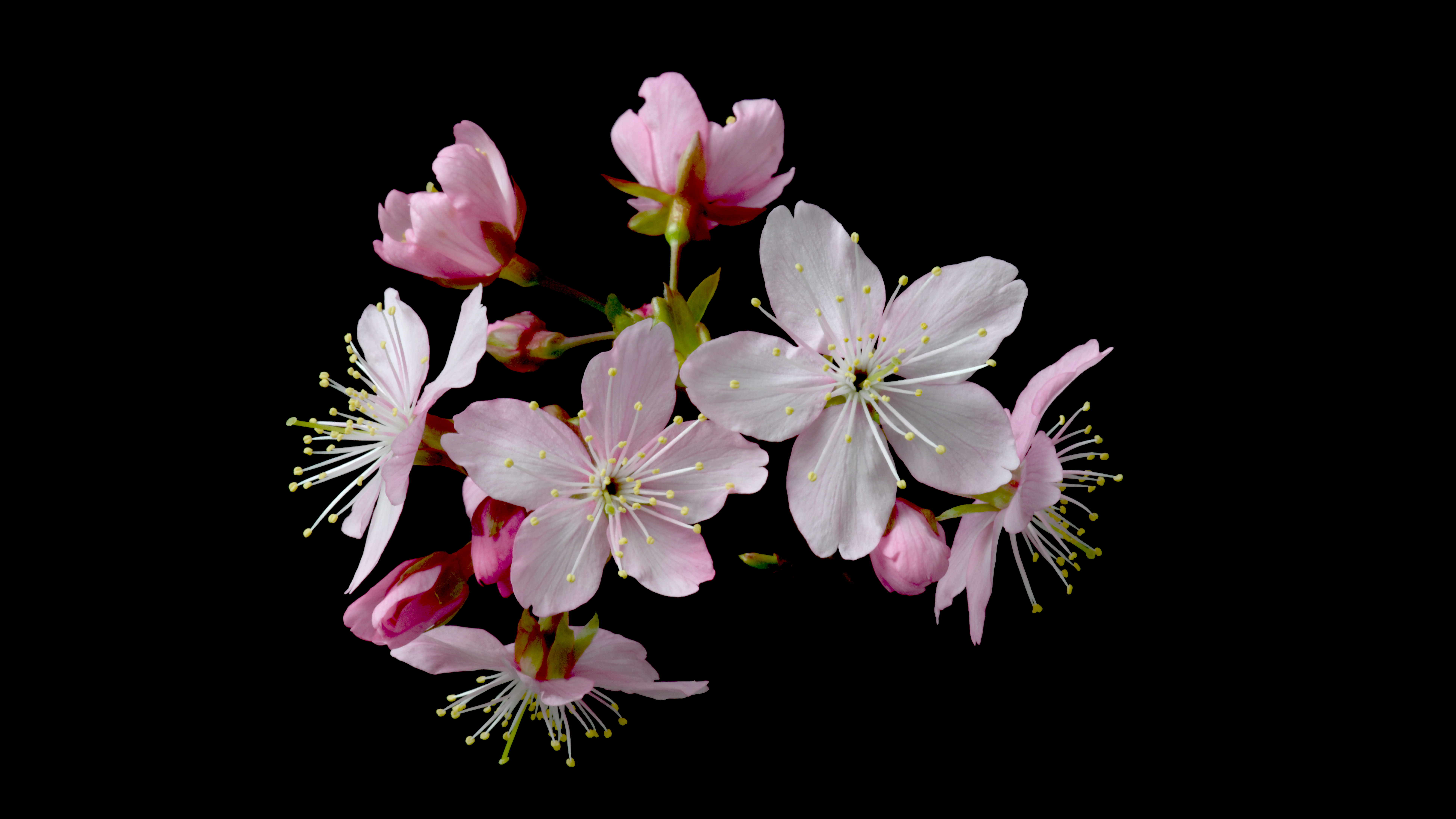 “湘韵”樱花亮相 为湖南首个具有自主知识产权的樱花品种。