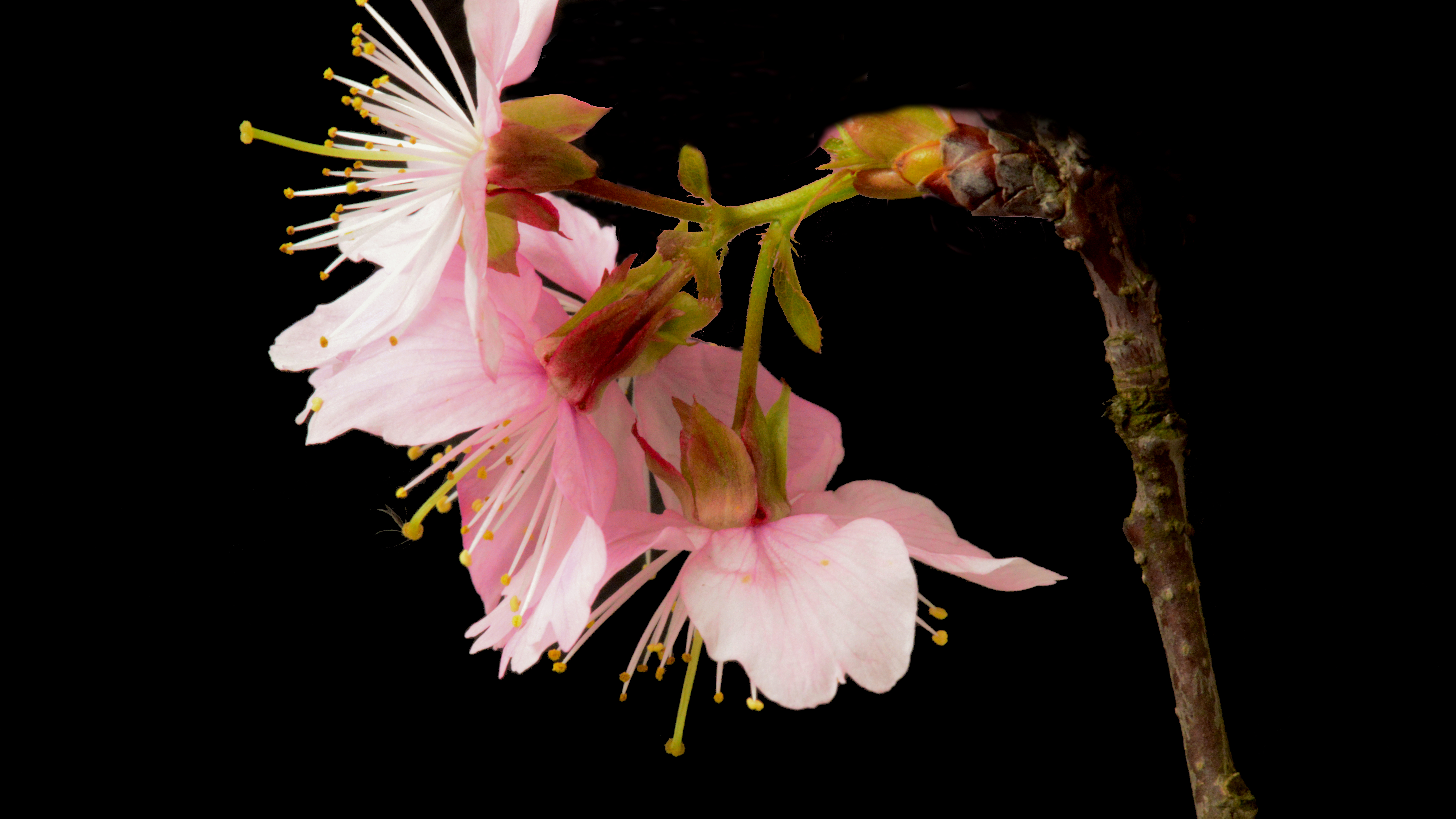 “湘韵”樱花绽放。“湘韵”樱花花色为粉色，观赏价值高。