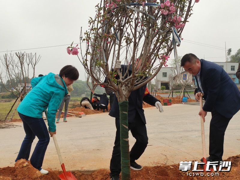 开展美化绿化植树活动，建设美丽乡村。长沙晚报通讯员 林科 摄