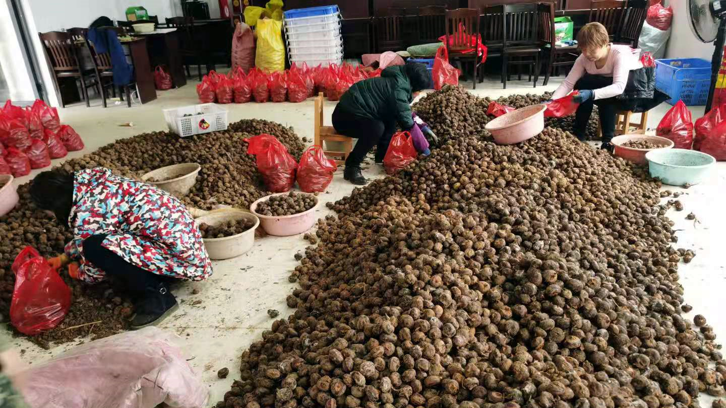 宁乡市道林镇善山岭村喜获丰收，村民们正在分装以便出售。受访方供图