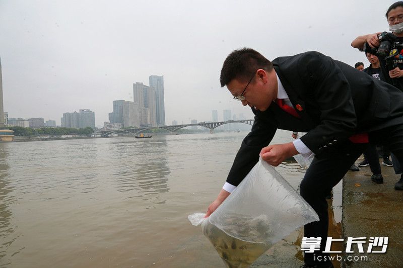 今日，在岳麓区橘子洲沙滩公园附近，岳麓区人民法院联合多家单位开展增殖放流活动。
