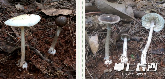 裂皮鹅膏和灰花纹鹅膏