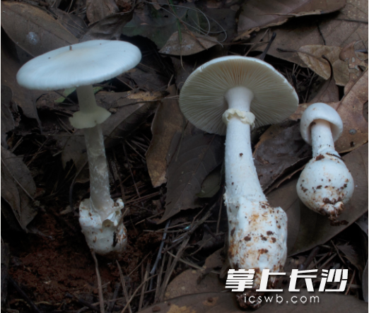 欧氏鹅膏