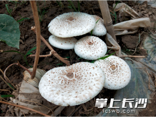 大青褶伞