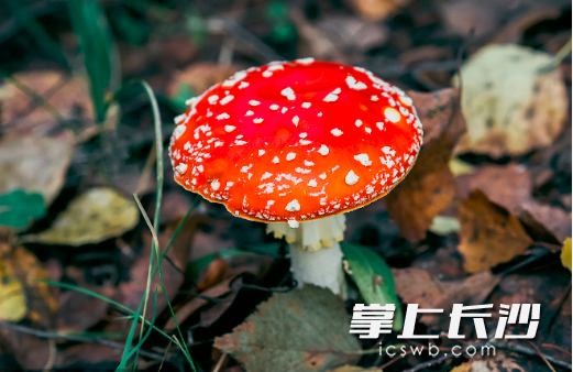 毒蝇鹅膏
