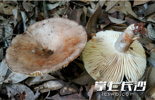亚稀褶红菇 均为长沙市疾控中心供图       