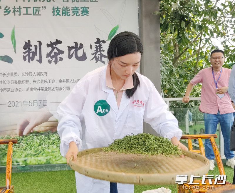 29名参赛选手现场比拼制茶技艺。 长沙晚报通讯员 宋彬彬 摄
