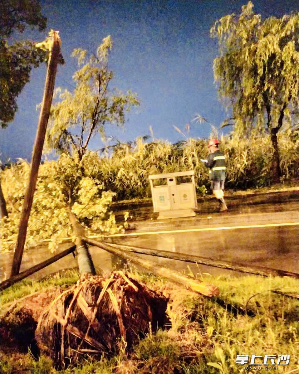 倒伏大树成了“拦路虎”，园林工人深有冒雨清障。通讯员 张英 摄