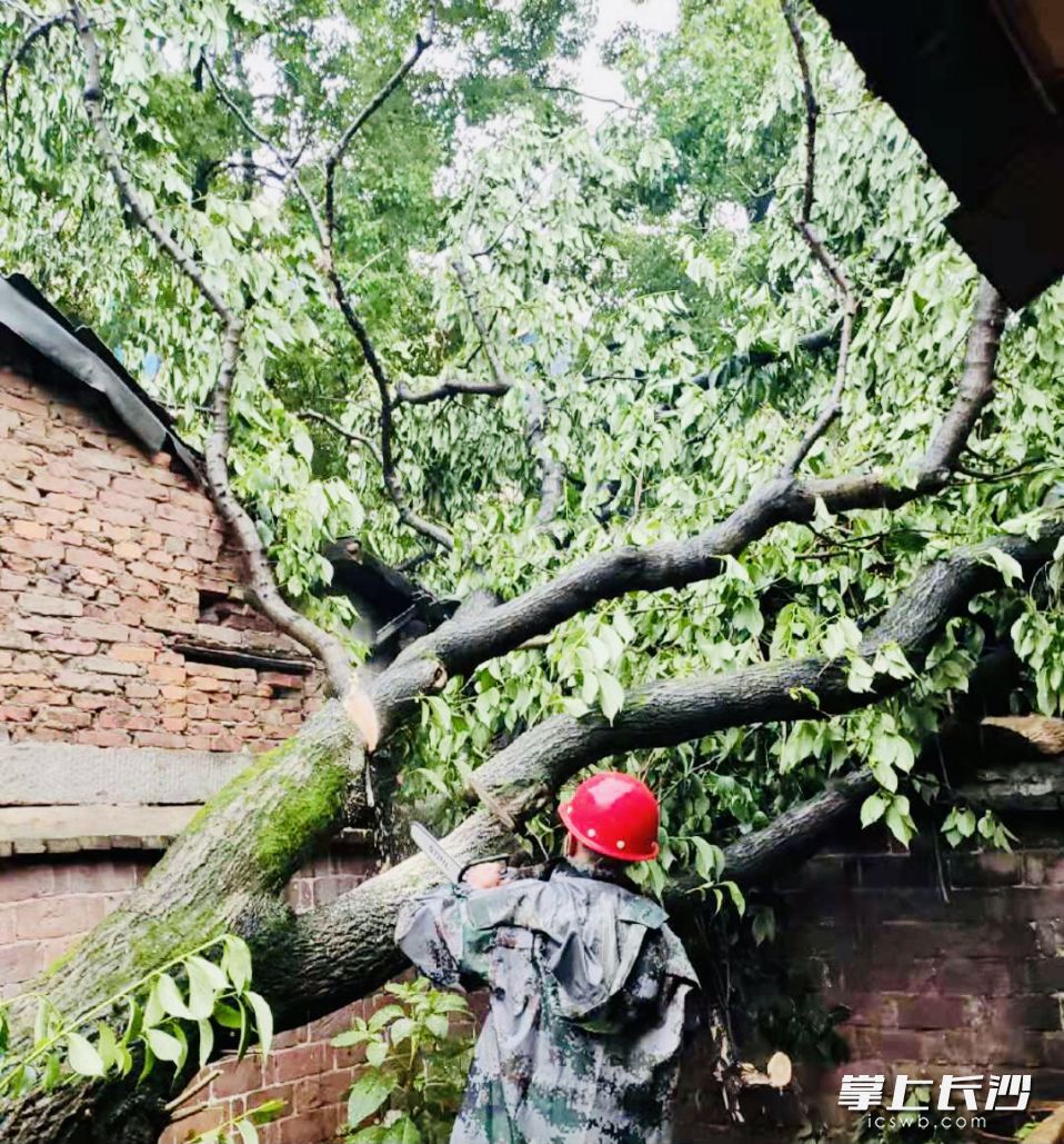 捞建大厦附近一株大樟树倒伏砸在房屋上，所幸清障及时没有造成重大伤亡损失。通讯员 张英 摄