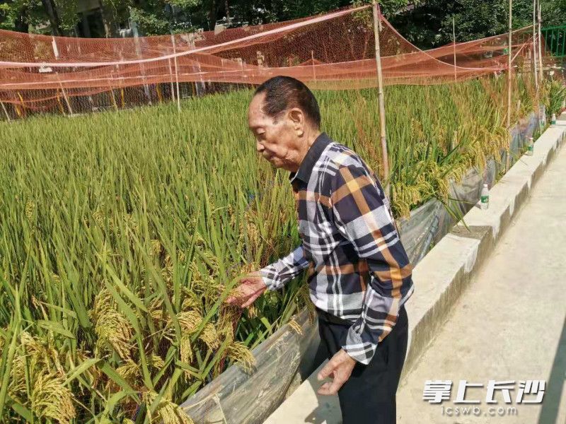 袁隆平深切关注国家粮食安全：“把中国人的饭碗牢牢端在自己手中。” 长沙晚报记者 王斌 摄