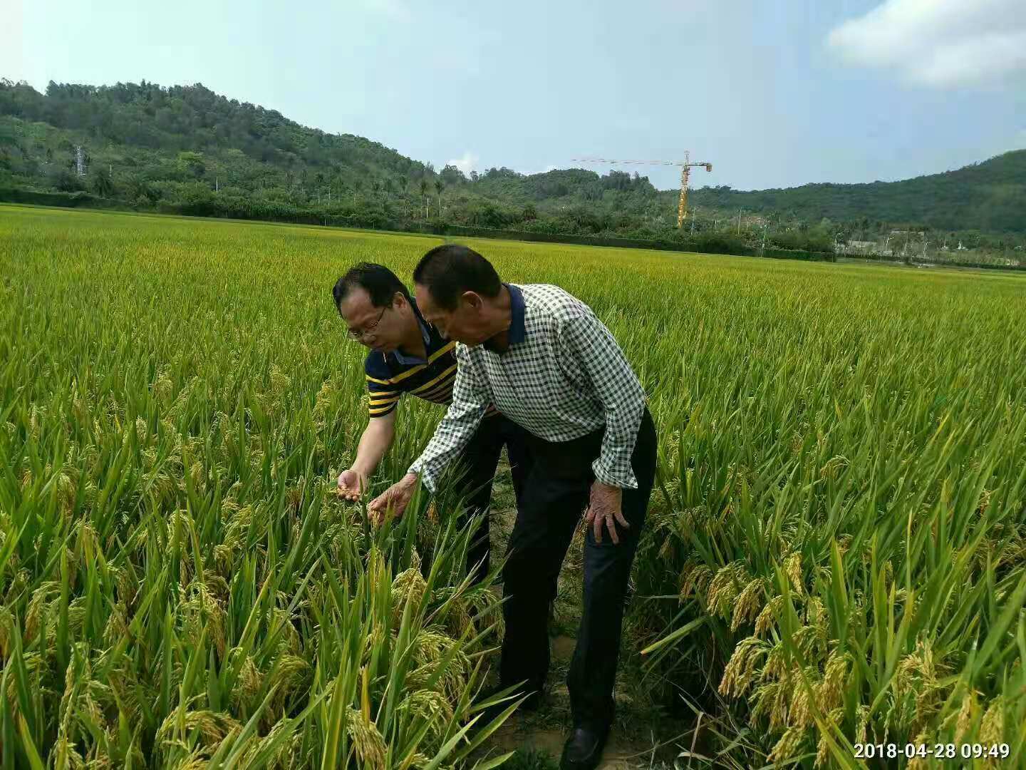 湖南杂交水稻研究中心研究员吴朝晖博士与袁隆平院士在三亚超级稻高产攻关示范田里。均为受访者供图