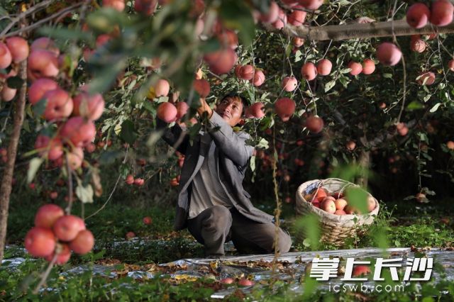 ▲消费端对需求的聚集，成规模地将确定订单对接上“最初一公里”的一个个分散果园和农田。在直连全国超过1600万农户的基础上，“农地云拼”对中国上千个特色产业带发挥了巨大的推动作用。图为盐源苹果园里的“红将军”熟了。张谦｜摄
