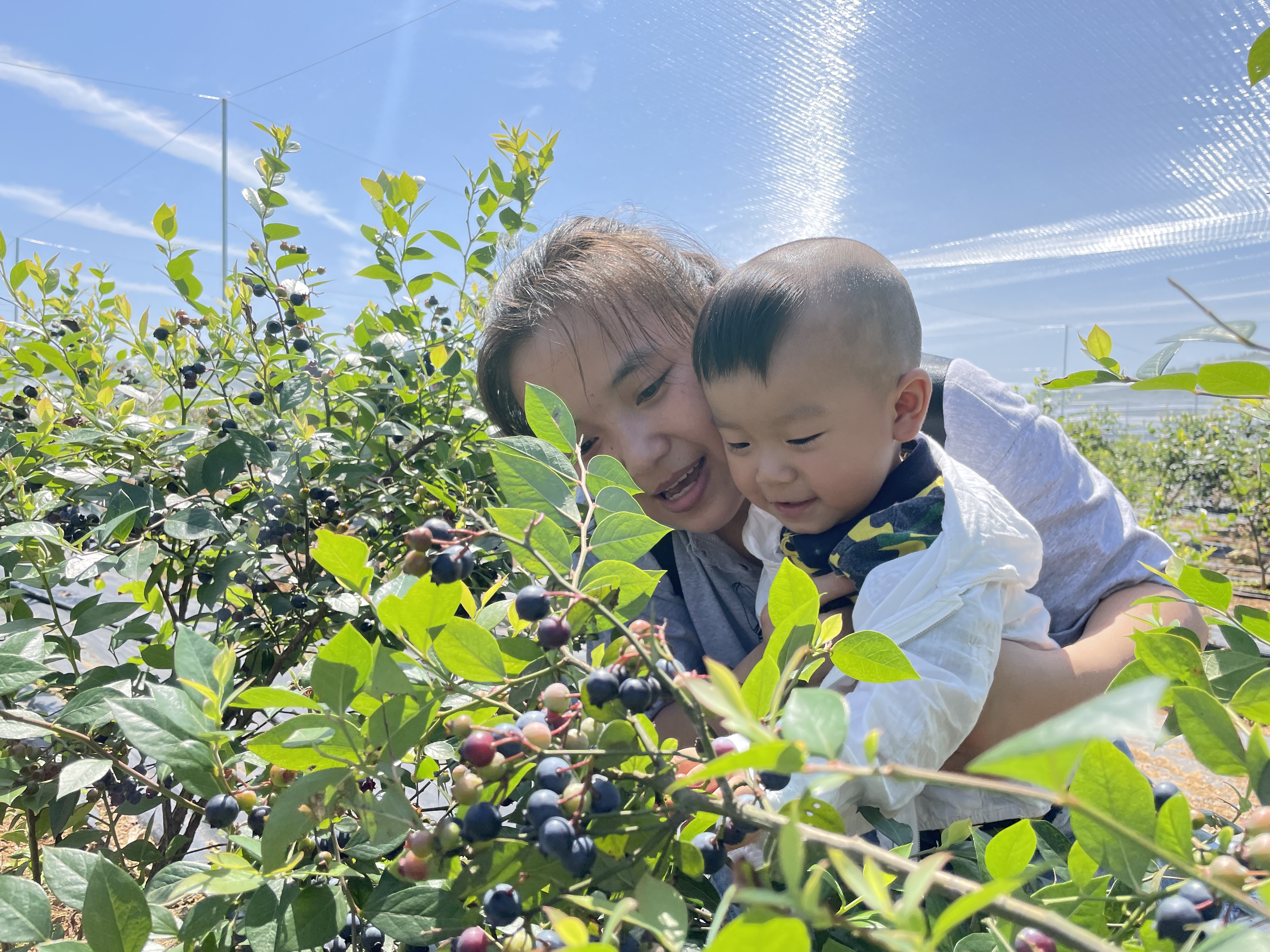 游客带着孩子在坝塘镇蓝美谷的蓝莓基地采摘蓝莓。 长沙晚报全媒体记者 聂映荣 摄