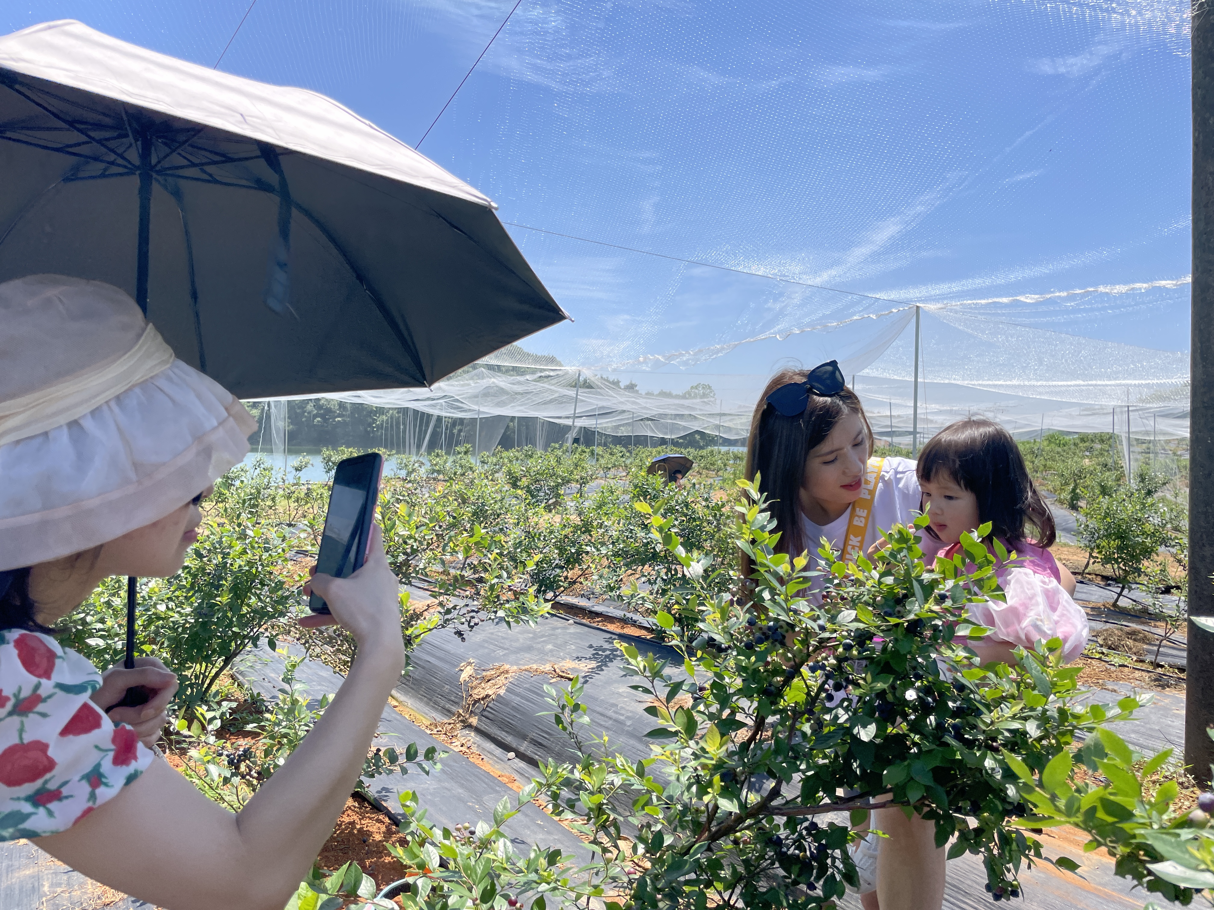 游客们一边采摘蓝莓，一边拍照留念。 长沙晚报全媒体记者 聂映荣 摄