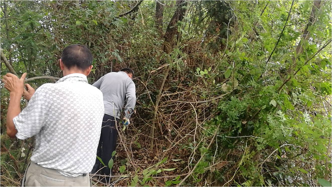 清理古港古城城墙上部植被。